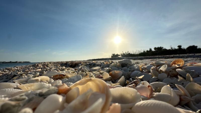 Shelling That Feels Like Treasure Hunting