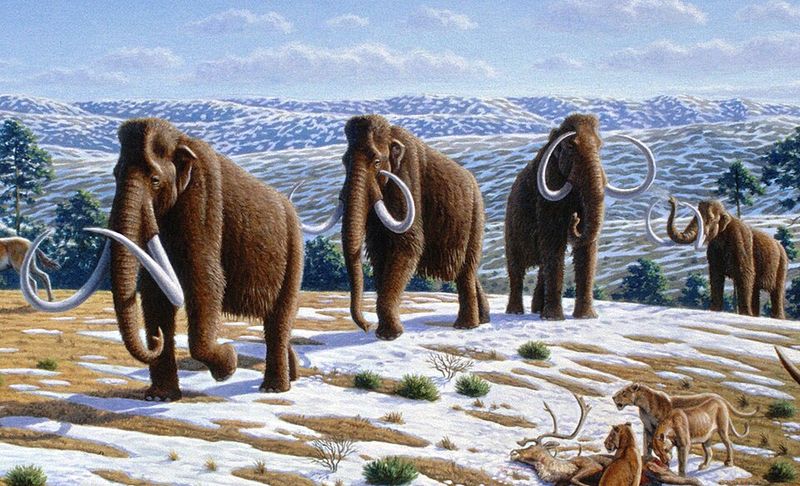 Woolly mammoths lived during pyramid building