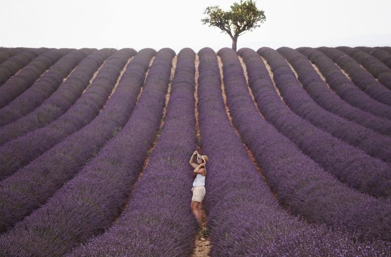Provence's Lavender Fields — Purple Summers