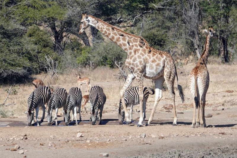 Rainforest Revealed Overhead Trails