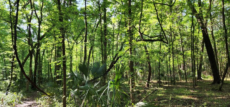 Palmetto Alley: Green Ruffles At Your Knees