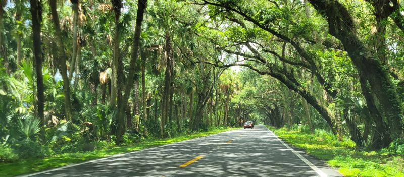 Hidden Pullout With Palmettos