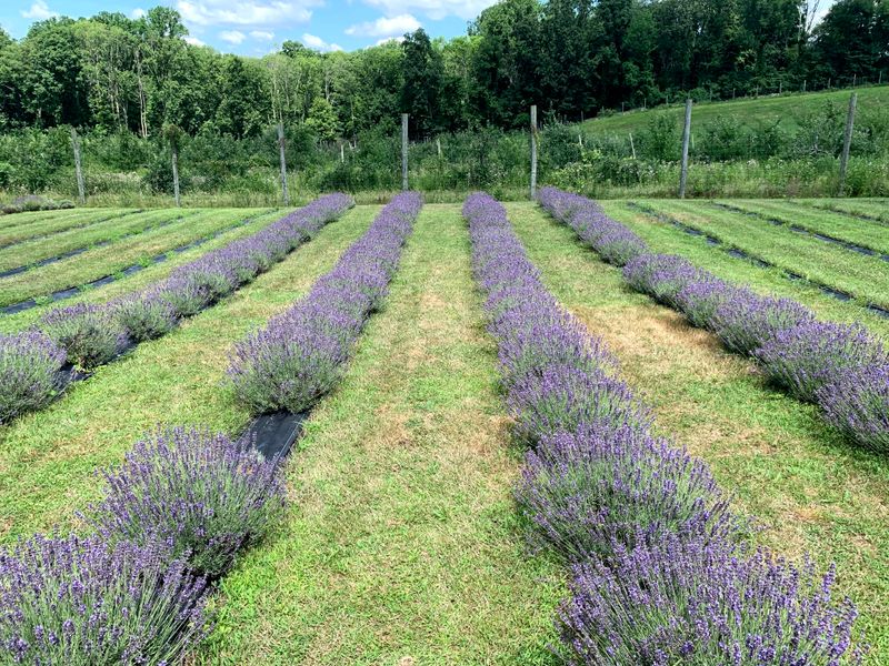 The Rules That Keep It Beautiful