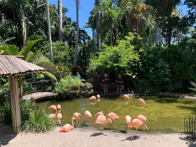 The Flamingos That Steal Every Show