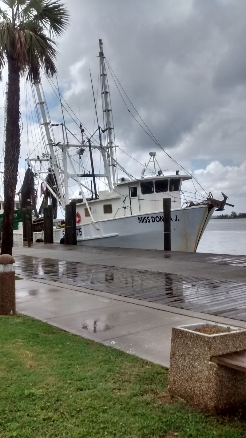 Scipio Creek Marina Life