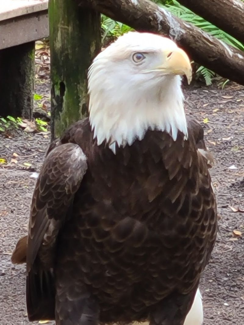 Birds of Prey Demonstrating Hunting Adaptations