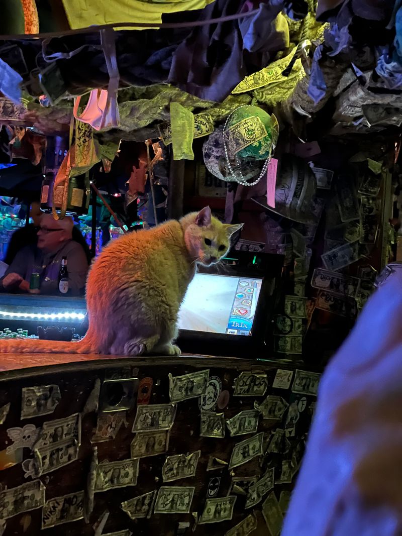 The cats, the characters, the code