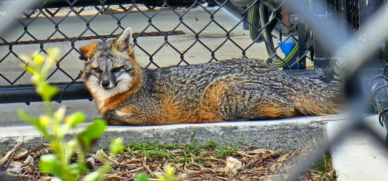 Foxes Displaying Clever Behavior