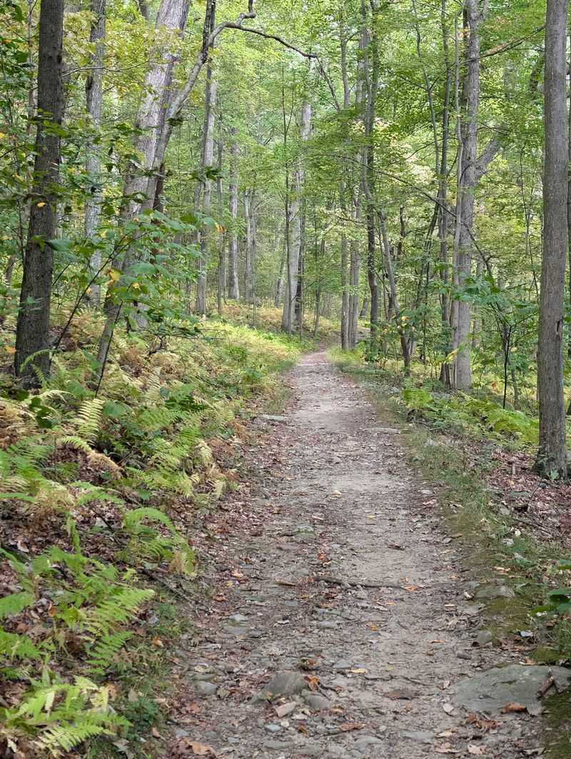 Trail Surfaces And Footwear