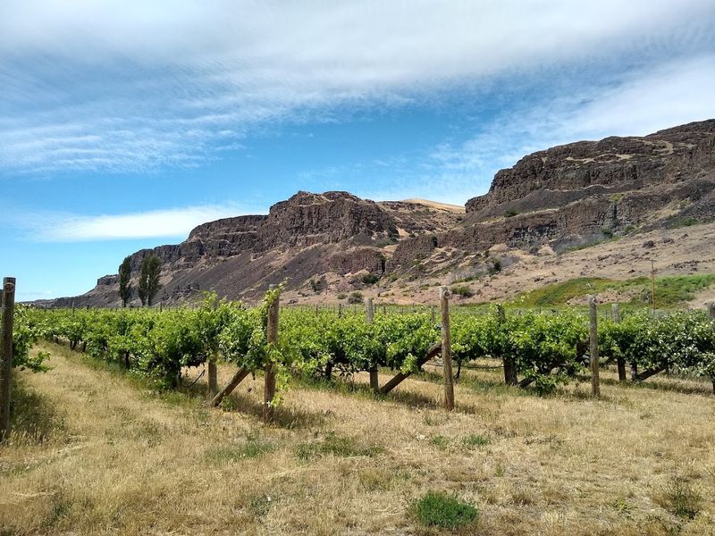 Columbia Valley — Washington's Expansive Vineyards