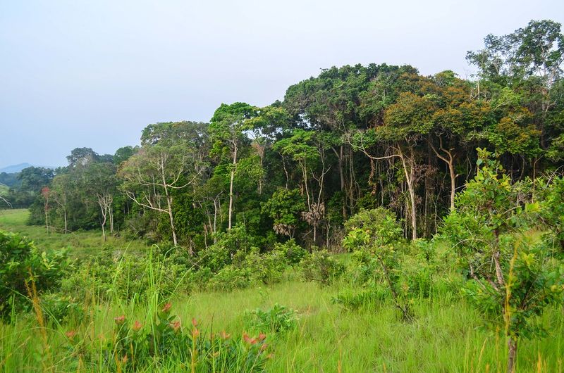 Gabon's Lopé National Park (Remote Tracts)
