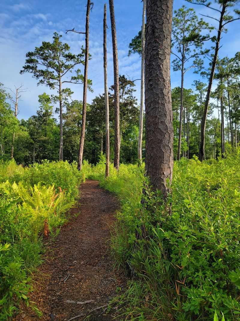 Wiregrass and Longleaf Meadow