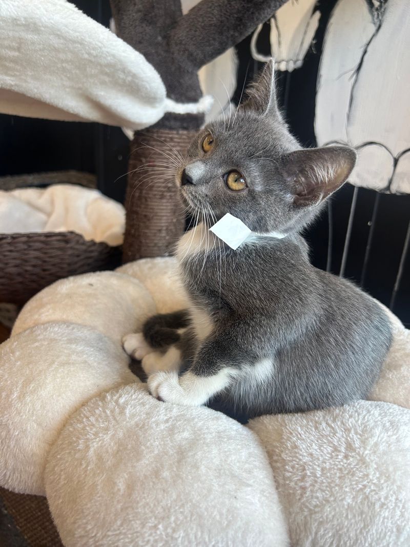 Meet The Residents: Furry Personalities On Parade