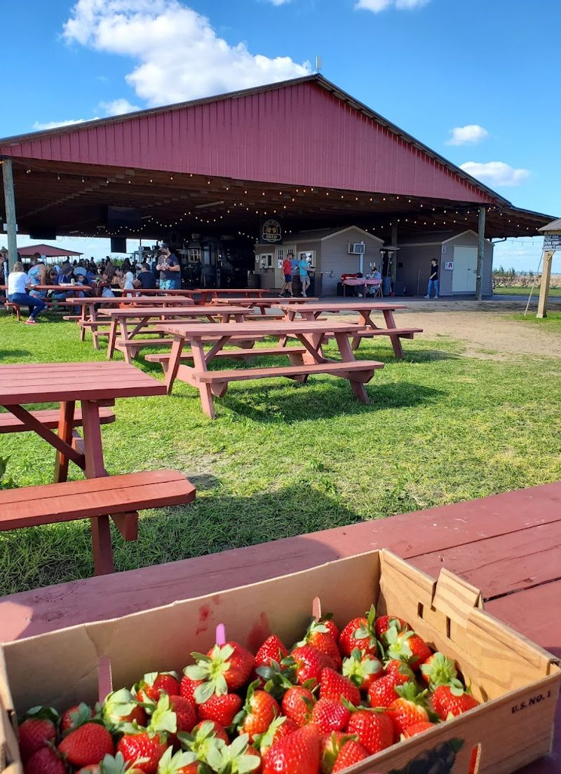 Food Trucks, Treats, and the Famous Donuts