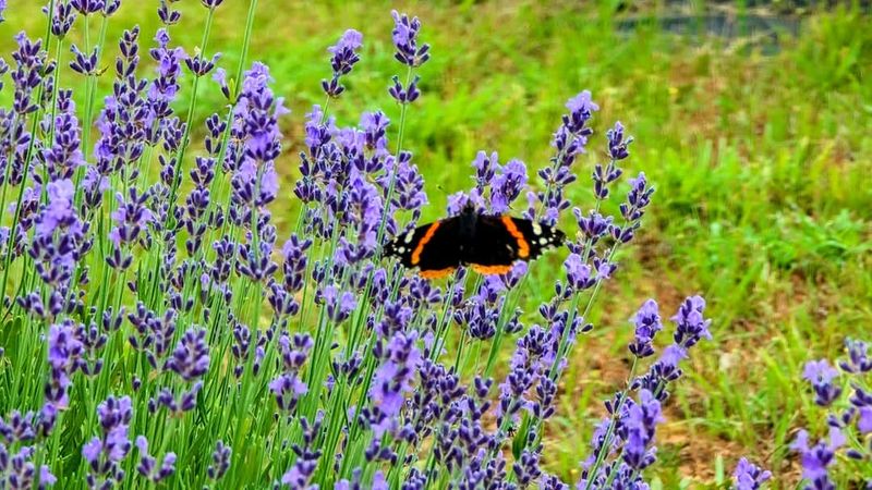 Peaceful Escape From Modern Life