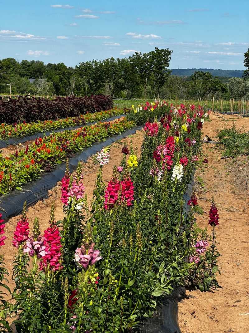 Flowers, herbs, and garden starters