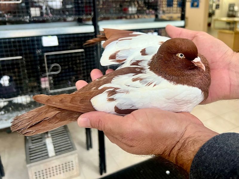 The Live Pigeon Experience That Steals the Show