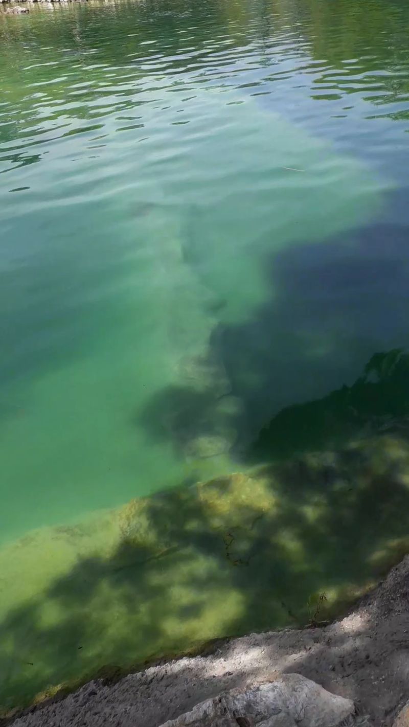 Wildlife and Water Clarity