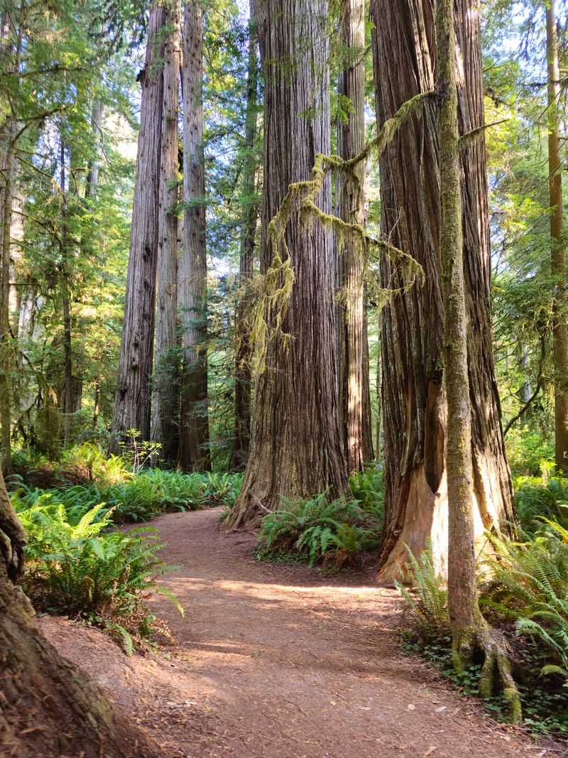 Jedediah Smith Redwoods State Park