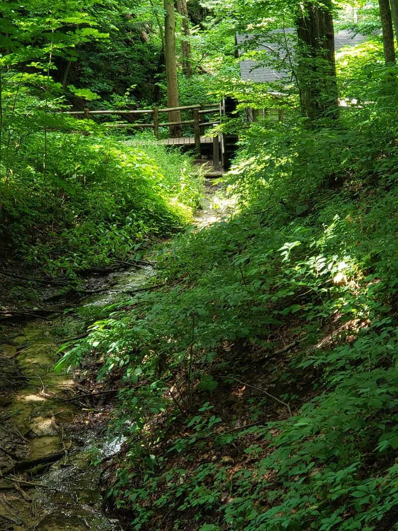 Quiet Rooms of Shade: Fern Dell and The Cooling Hour
