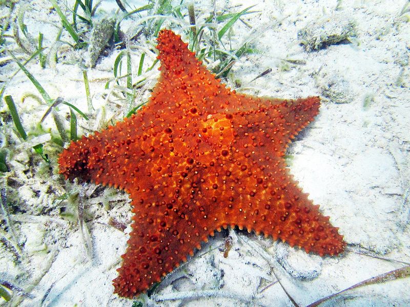 Bahama Sea Star
