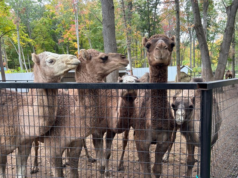 Practical Game Plan: Timing, Tickets, and Little Wins