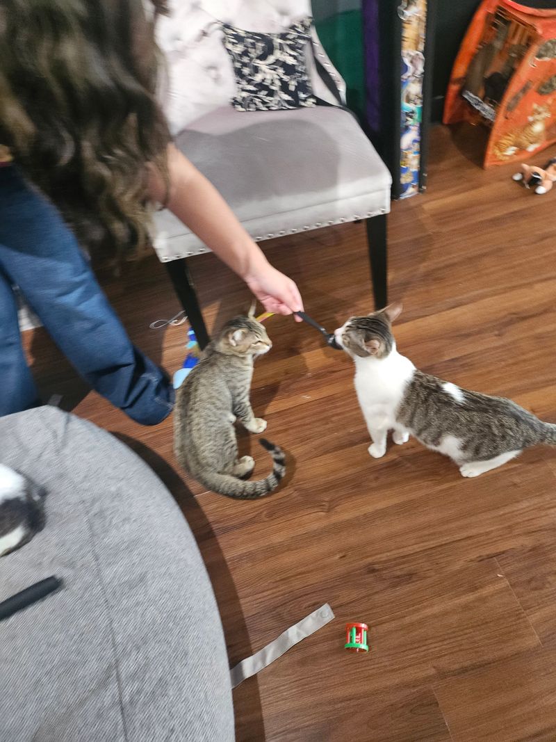 Cat Care In Action: How Staff Shine