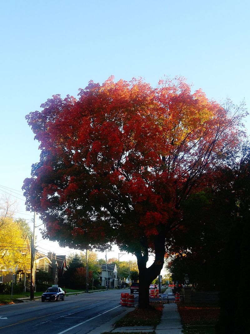 How to experience it like a local