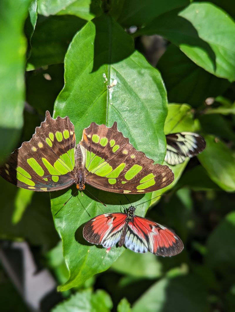 The Vine Pergola and Nectar Corridor