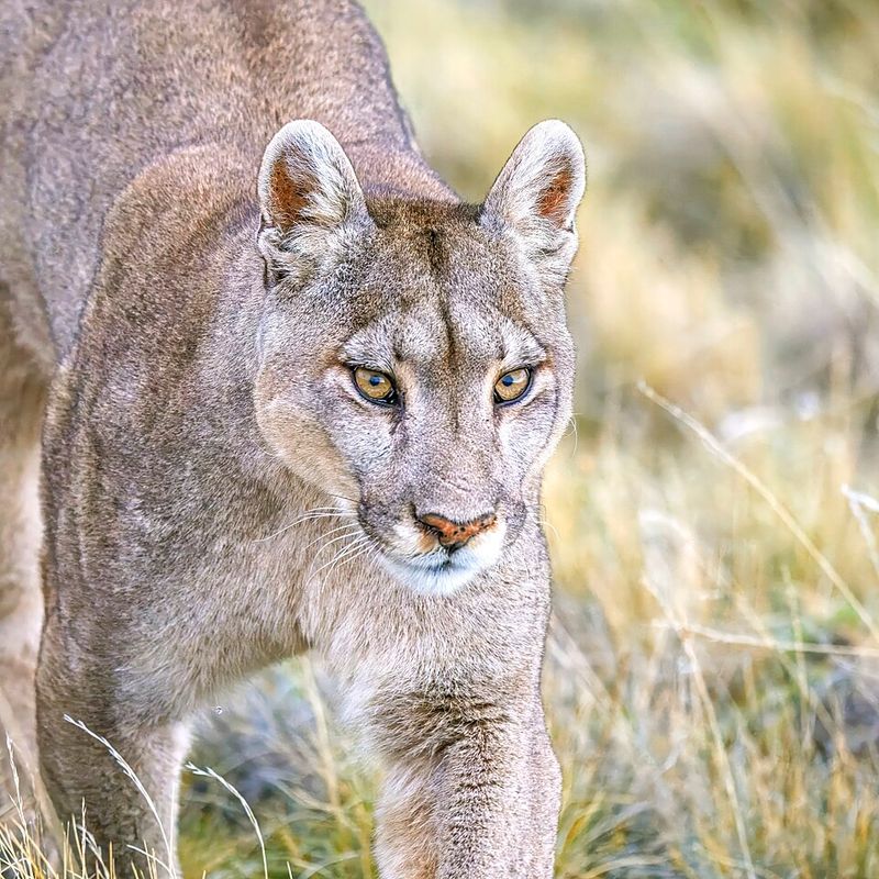 Mountain Lion (Cougar)