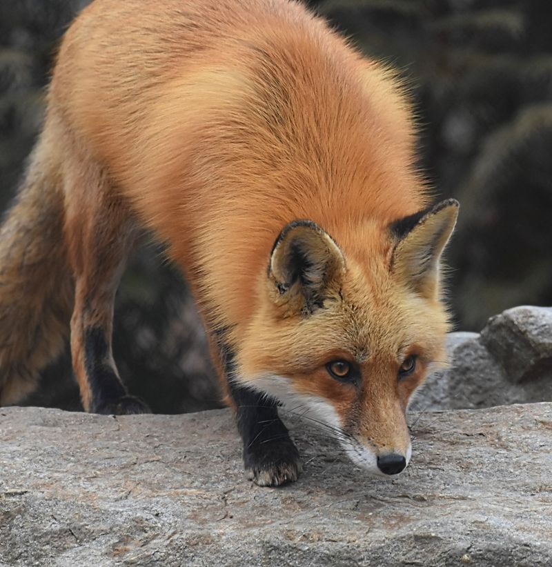 Beyond Wolves: Foxes and Bobcats