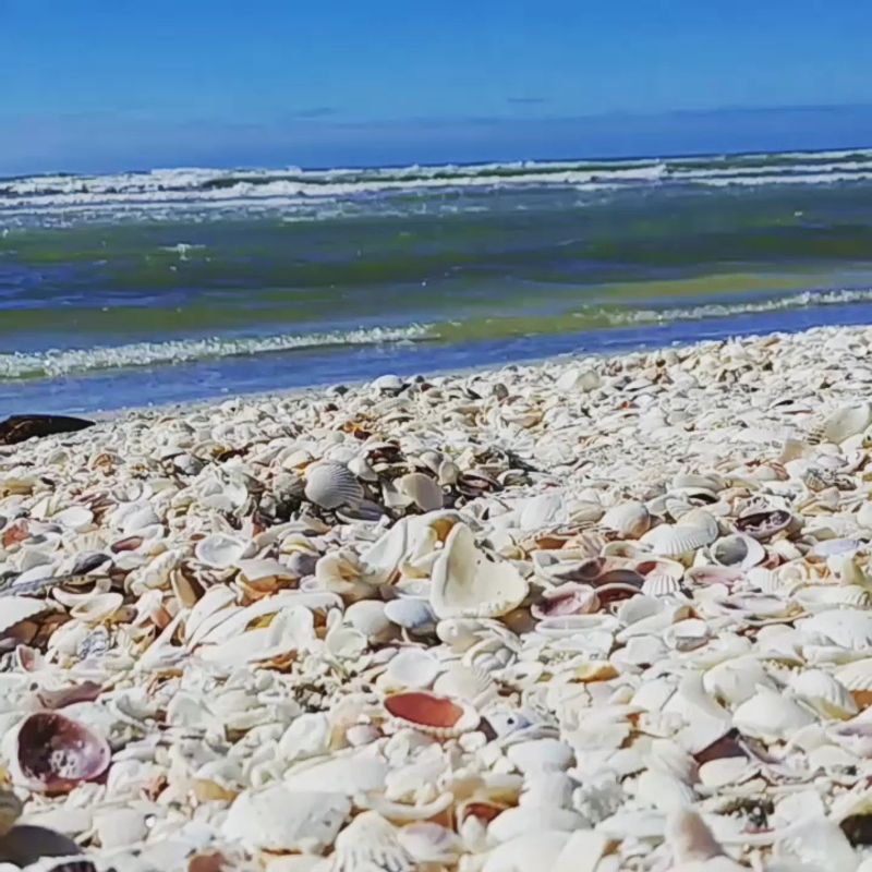 The Sandbar Secret That Shell Hunters Know