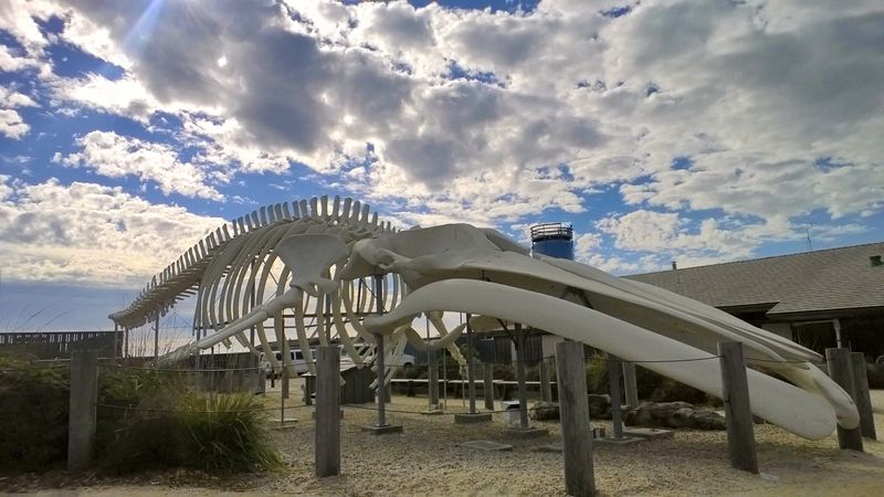 See the blue whale skeleton at the Seymour Marine Discovery Center