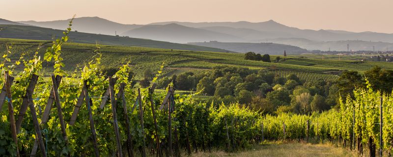 Eguisheim — Concentric Streets & Alsatian Wine