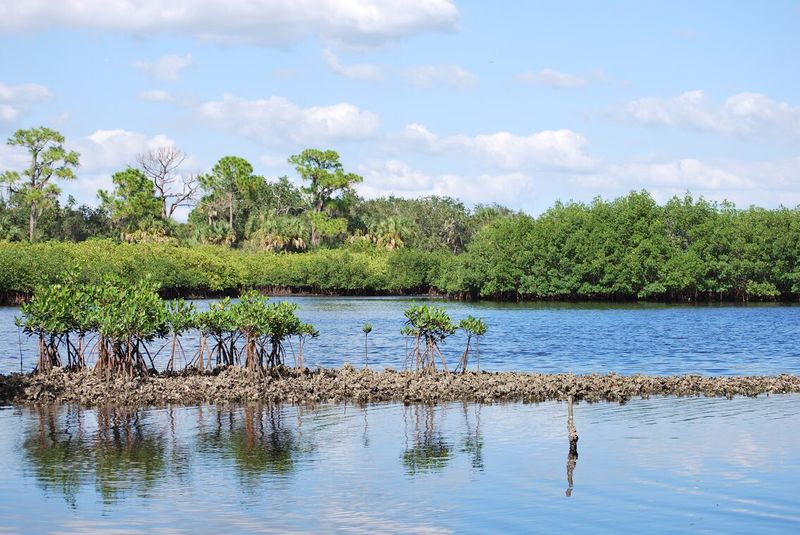 Upper Tampa Bay / Safety Harbor