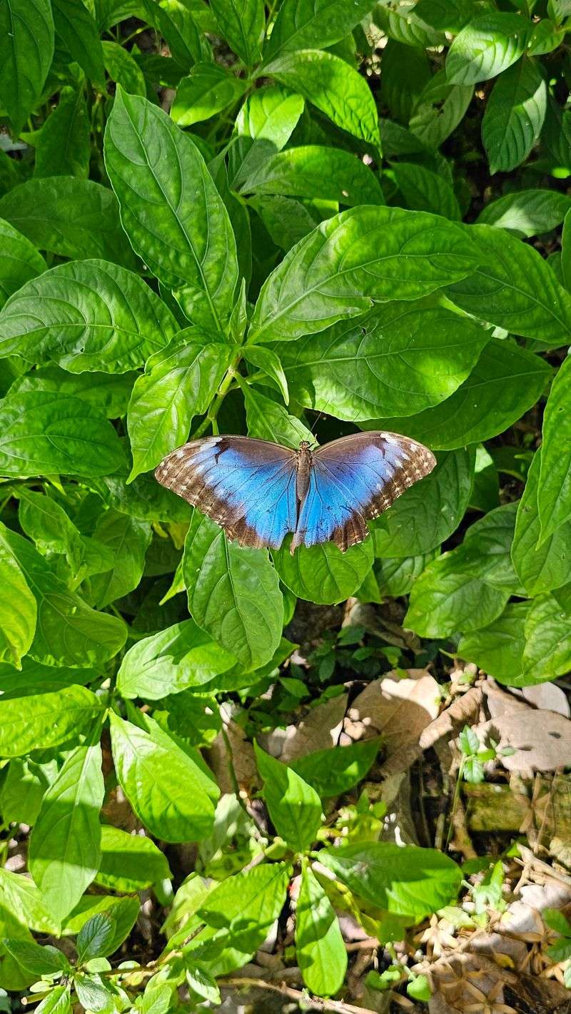 Native Florida Habitat Walk