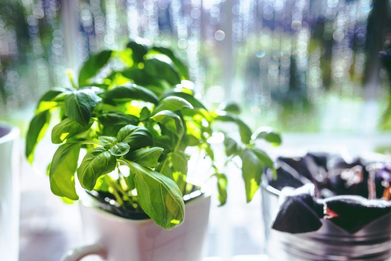 Grow Kitchen Herbs on the Windowsill