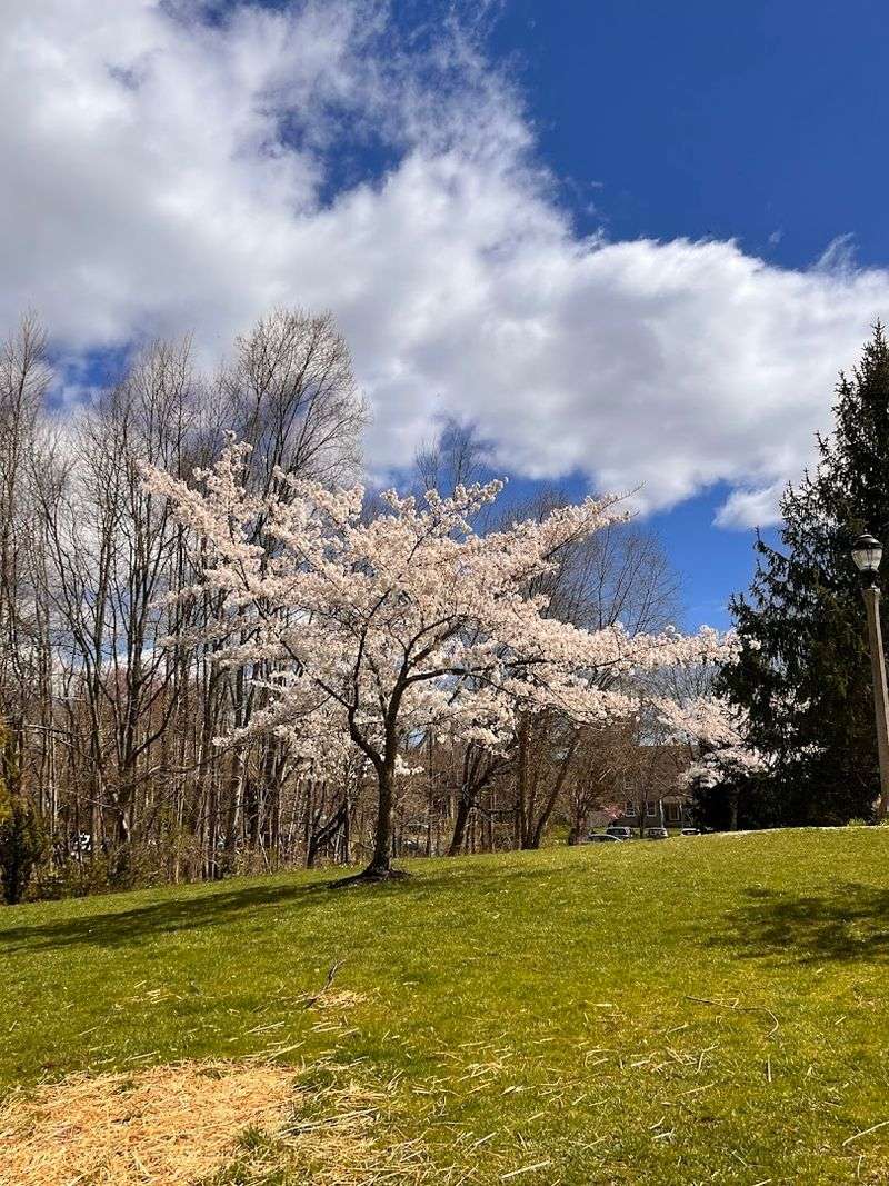 Sayen House & Gardens - Hamilton Township