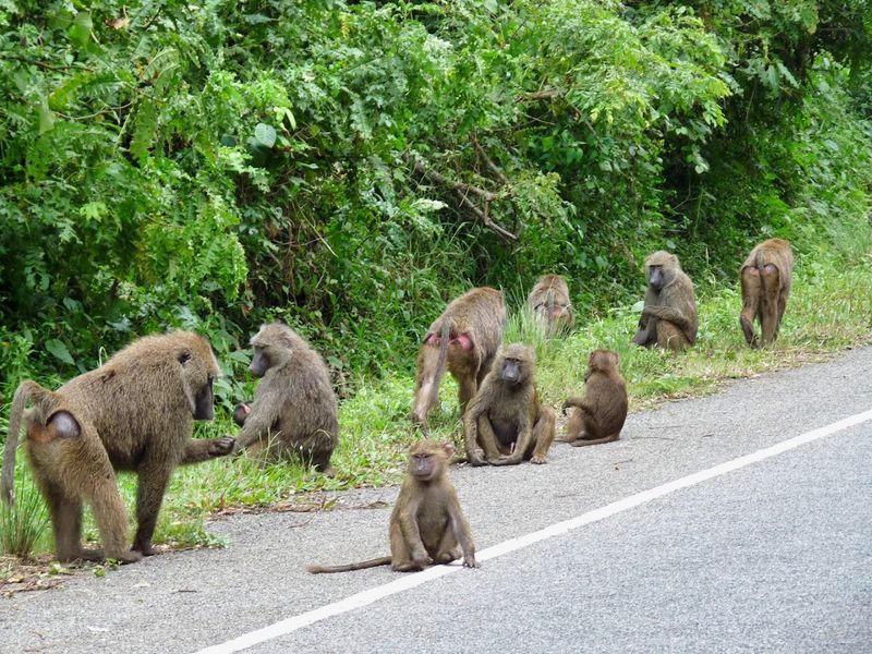 Uganda - Gorillas, Chimps, and Deep-Forest Biodiversity in Bwindi