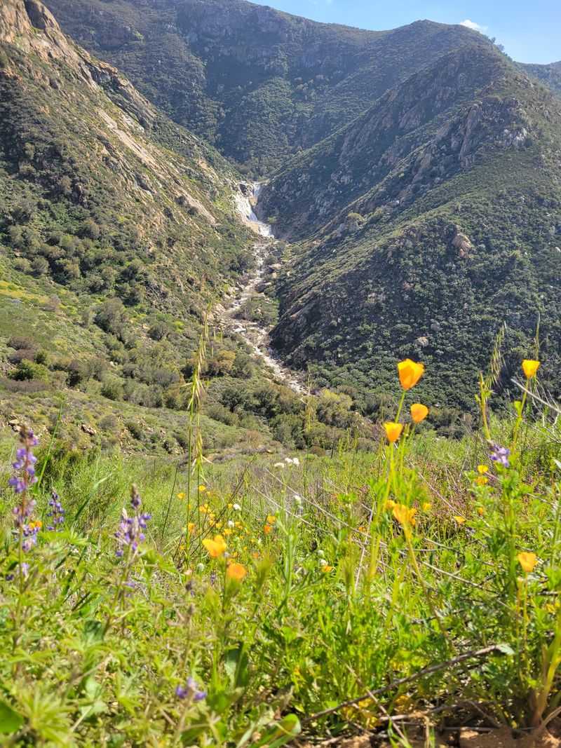 Flora, Fauna, and The Scent of Chaparral