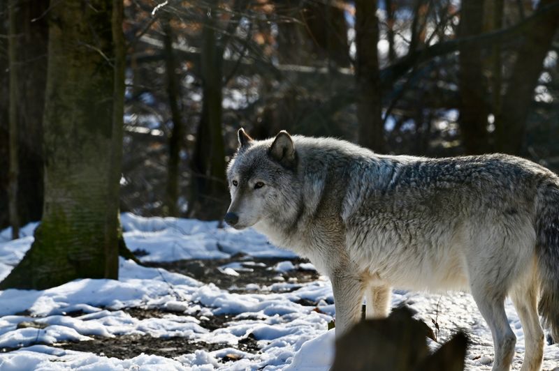 Lasting Takeaways and Howls