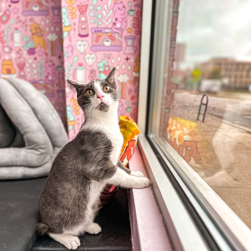 Grand Rapids Light, Filtered Through Whiskers