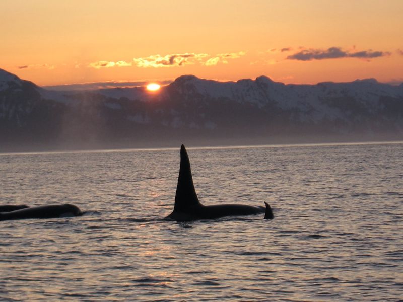 Wildlife Moments Between the Bites