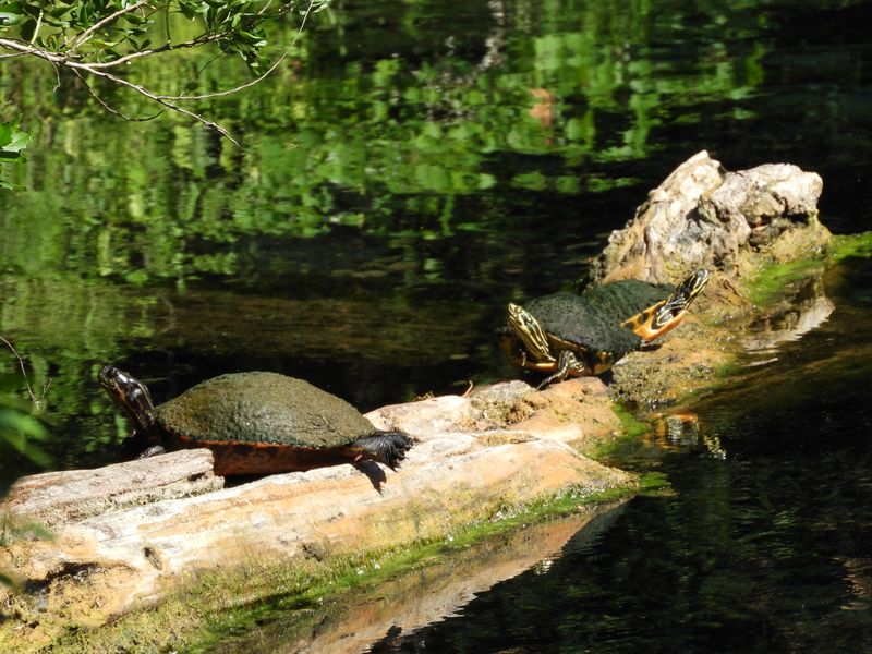 Invasive Species Are a Daily Reality