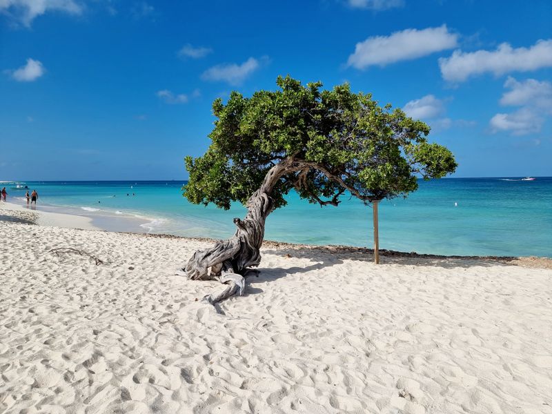 Aruba (Oranjestad / Eagle Beach area)