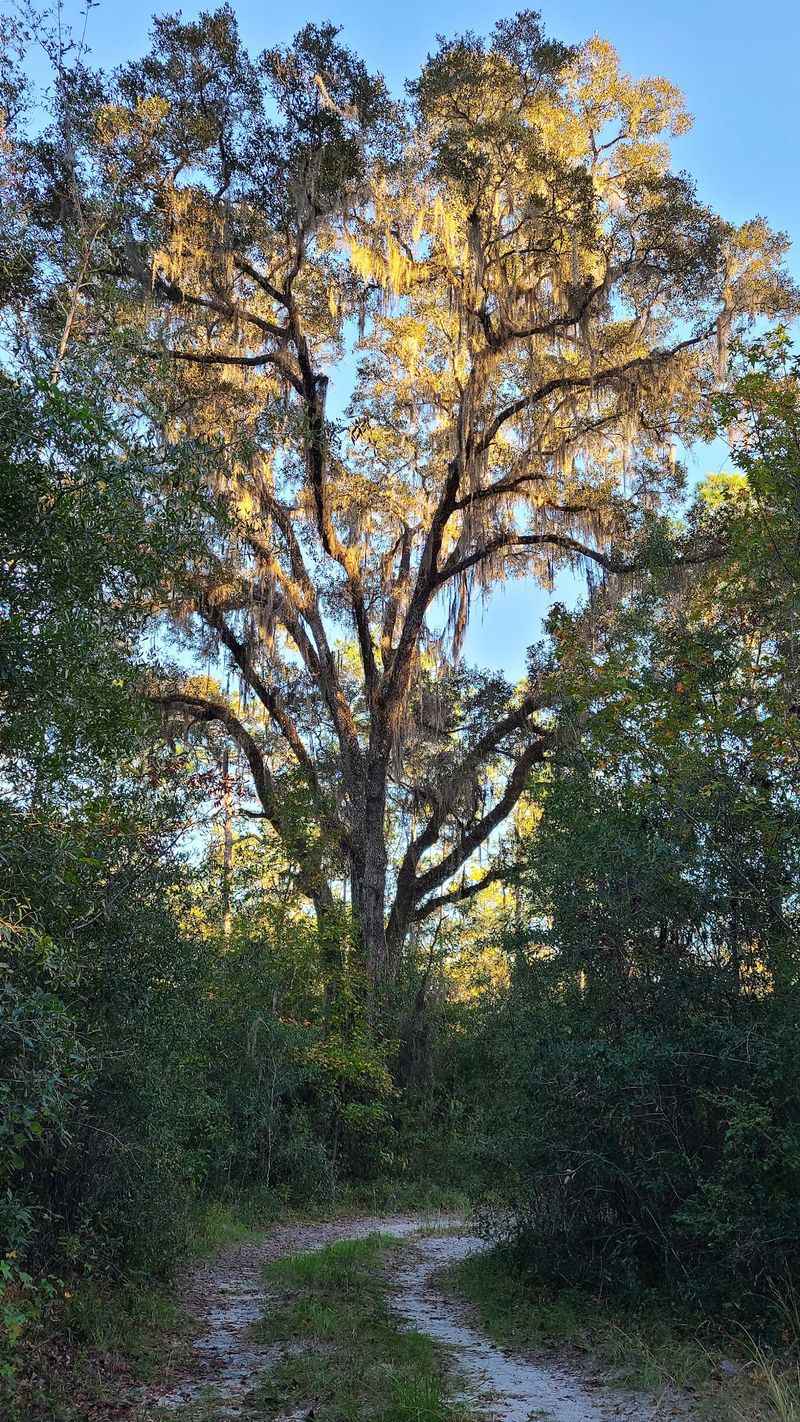 Oak Cathedral: Shade That Stays