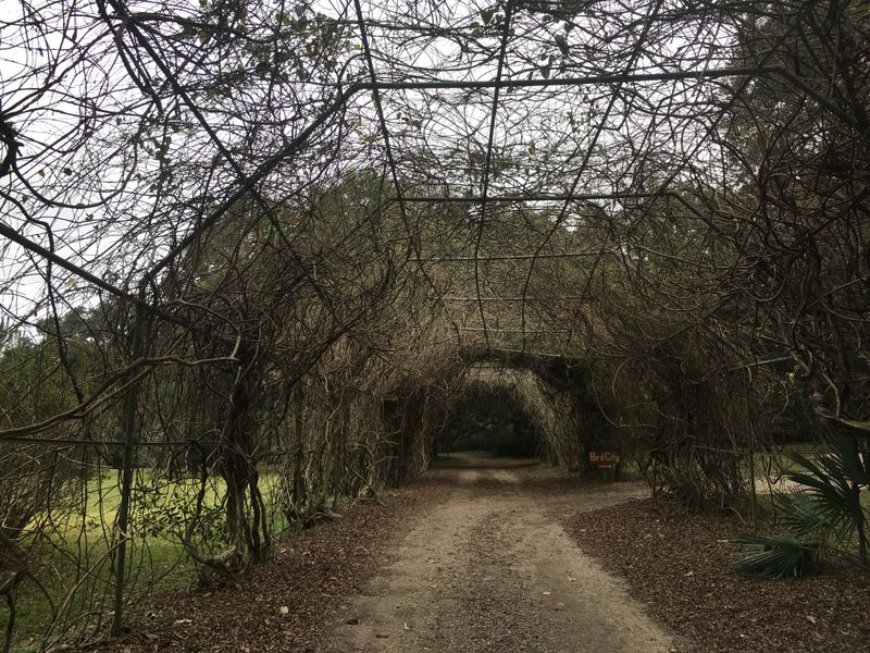 Avery Island, Louisiana — The Rougarou
