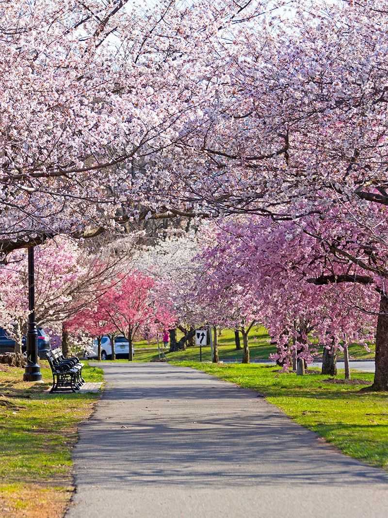 Reeves-Reed Arboretum - Summit