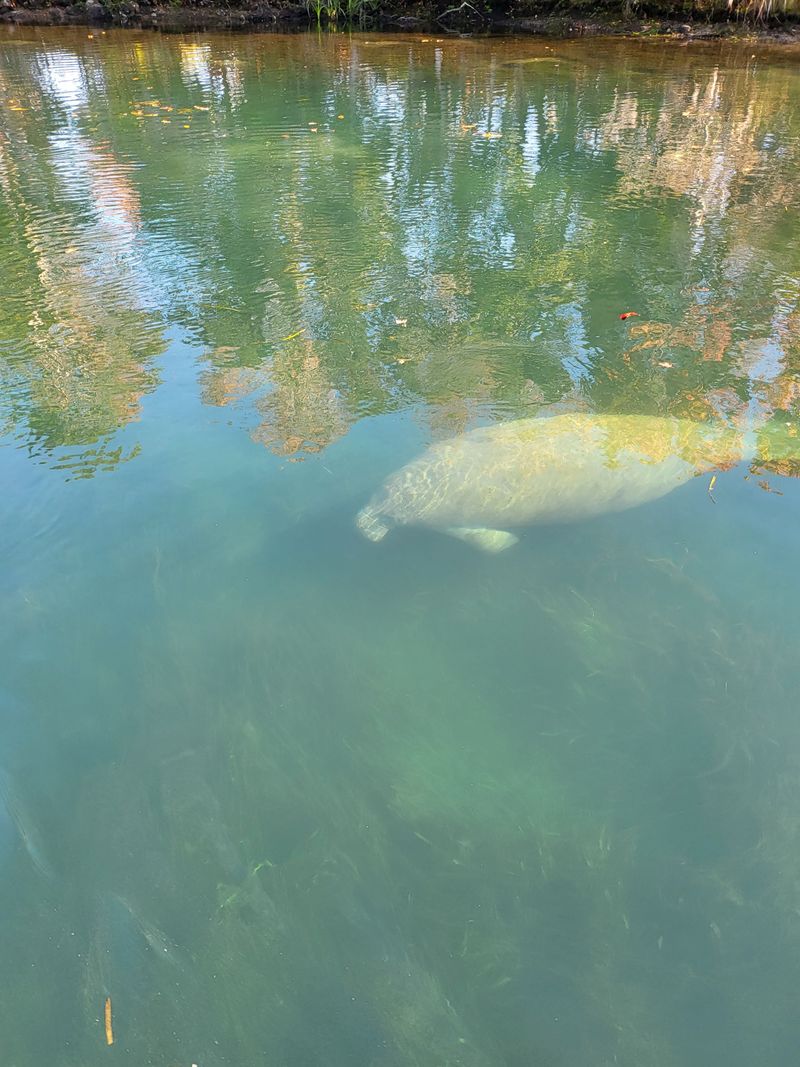 Kings Bay Wildlife Drive and Paddling Trail