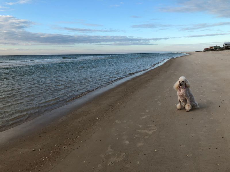 Shelling After A Storm